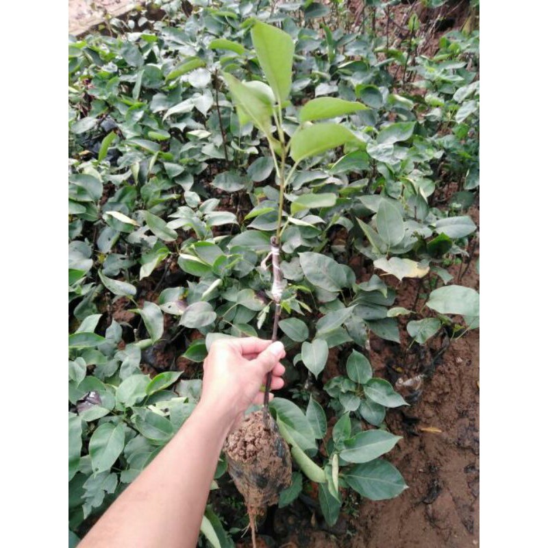 Cây Lê Nâu Giống , cây đẹp giá rẻ