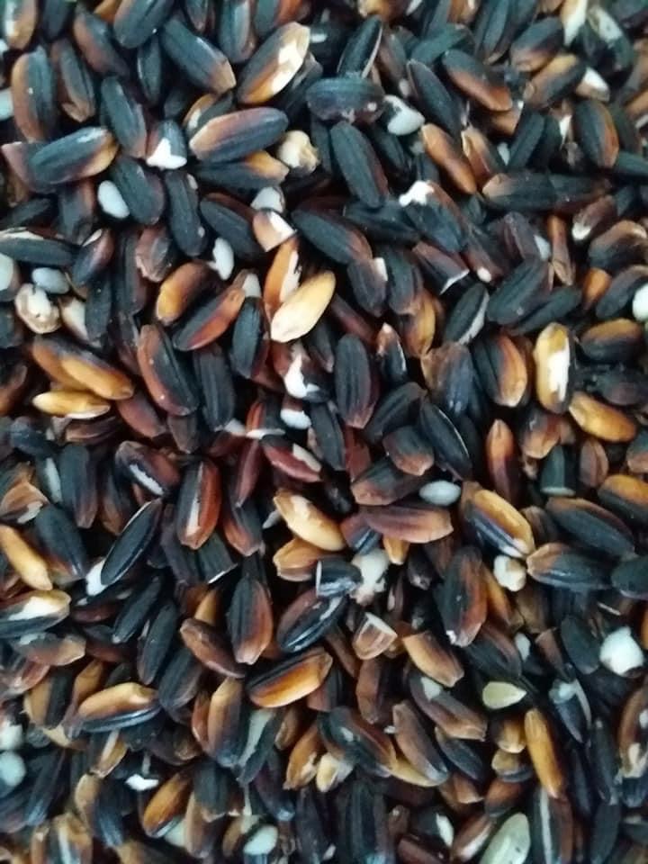 [HCM]Gạo nếp cẩm Điện Biên 2KG