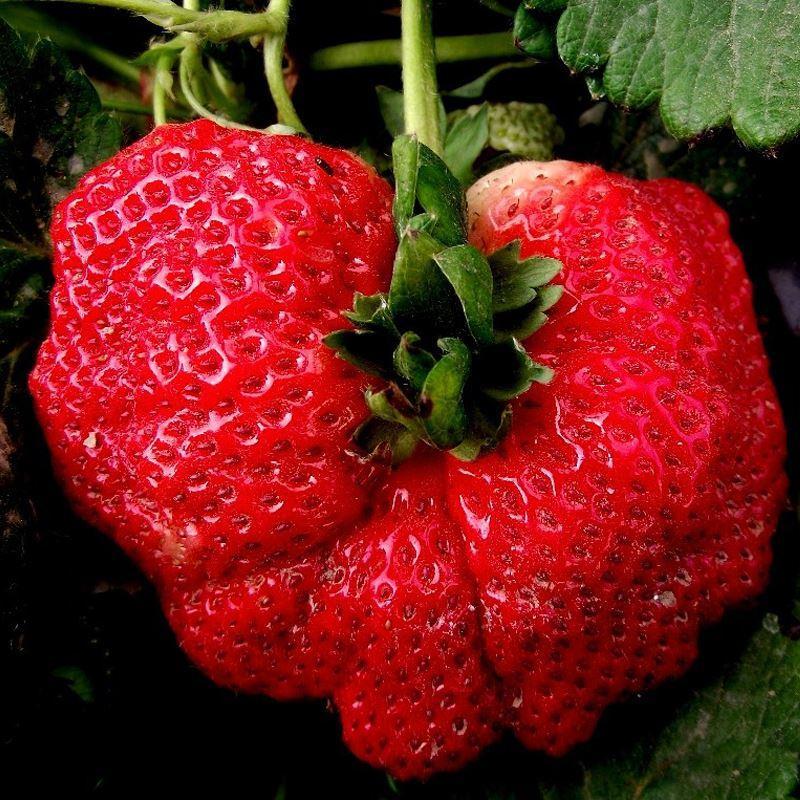 Giant strawberry seeds
