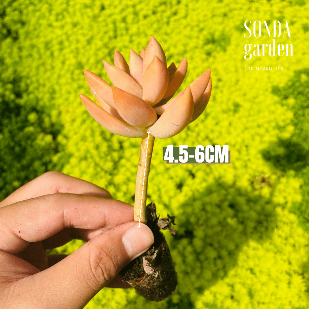 SEN ĐÁ ĐÁ ĐỎ CỔ THỤ SIZE MINI, LỖI 1 ĐỔI 1