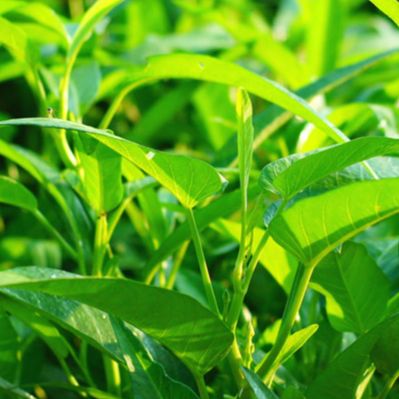 50g Hạt giống rau muống lá lớn