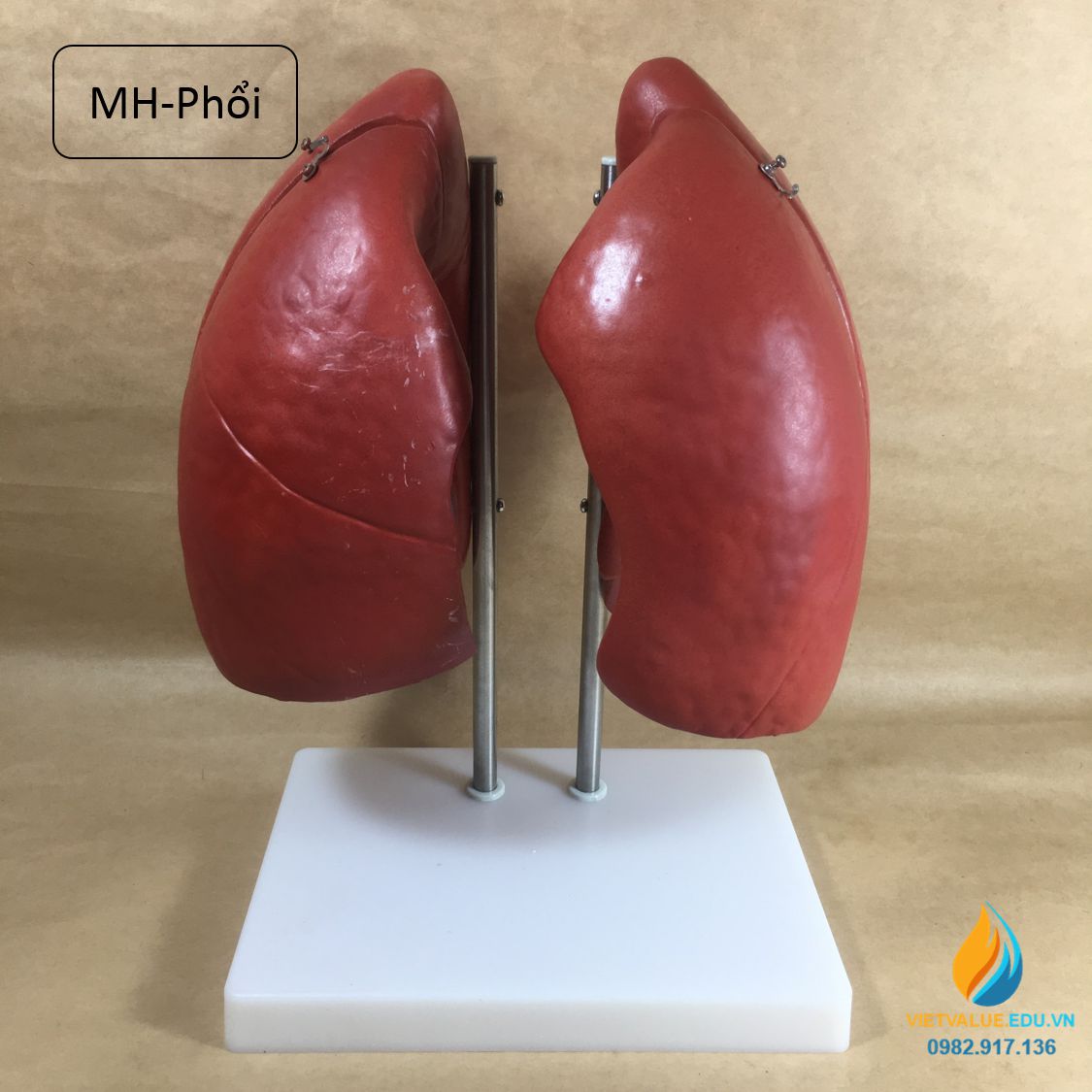 Mô hình hai lá phổi người có chân đế mô hình giảng dạy giải phẫu học người   Lazadavn