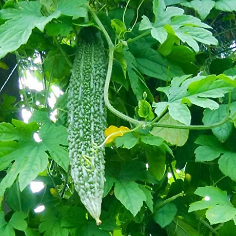 Hạt Giống Khổ Qua Rừng Trái Dài 5 Hạt