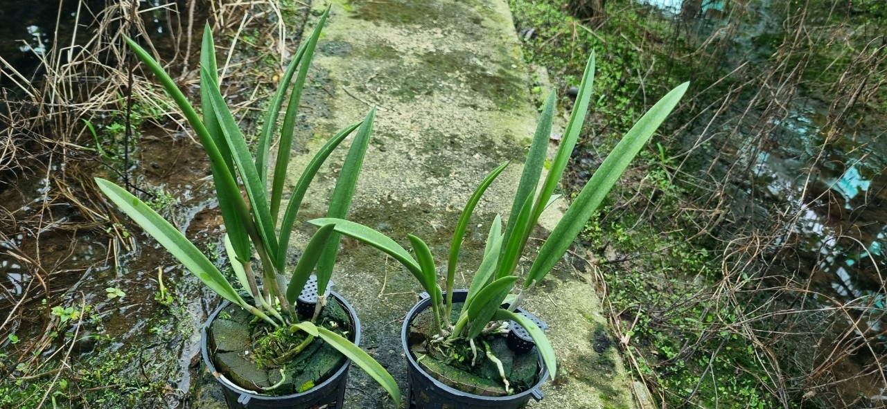 HOA LAN BRASS XANH LƯỠI ĐỐM