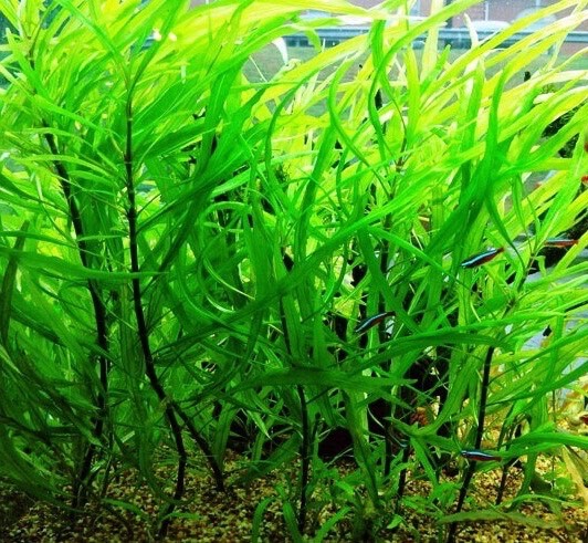 Cây Thủy Sinh HỒ LIỄU CAO 10 ngọn