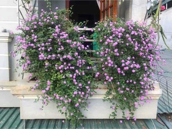 COM BO 2 Cây hoa CÚC NGŨ SẮC TÍM RŨ - CÂY LỚN GỬI ĐI NGUYÊN BẦU Không có đánh giá