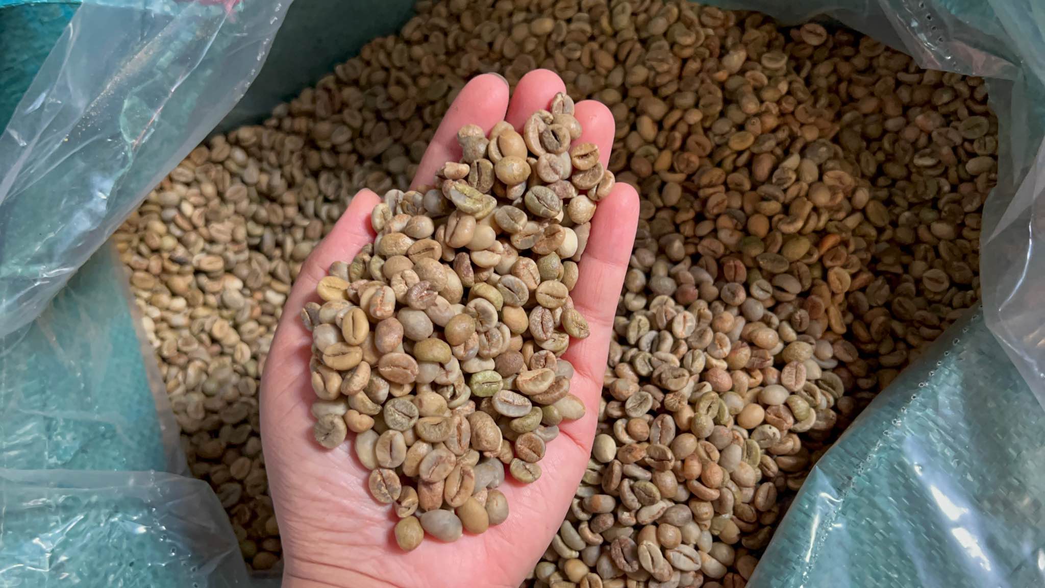 500g– CÀ PHÊ NHÂN ROBUSTA THƯỢNG HẠNG