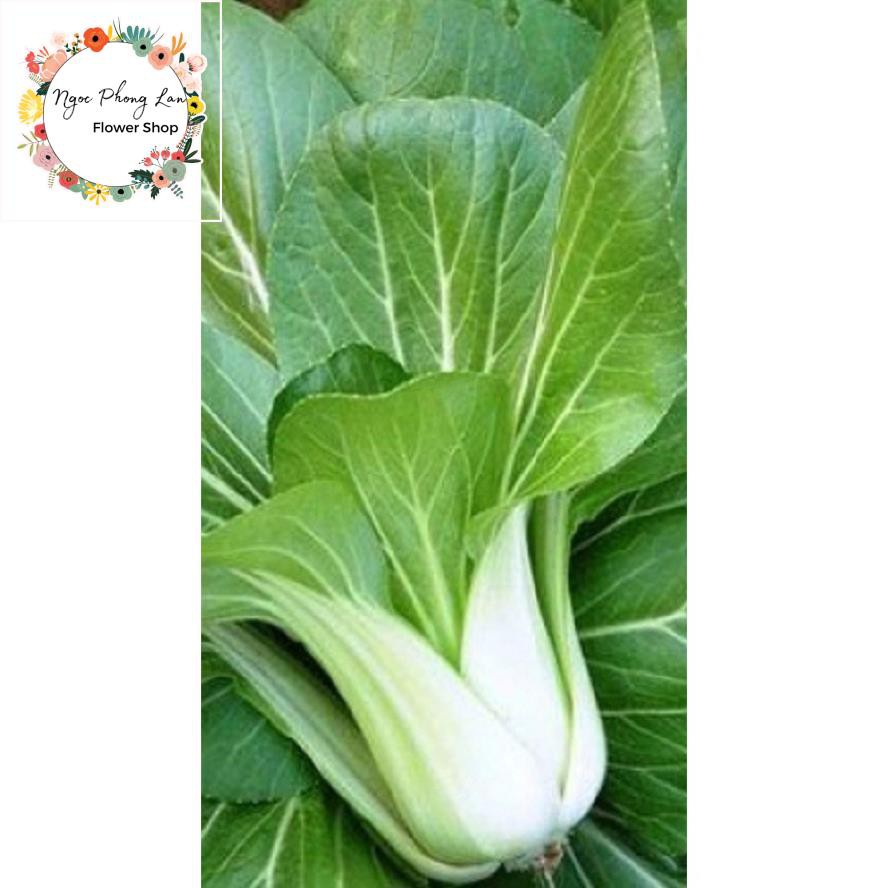 Hạt Giống Cải Bẹ Trắng - Gói 20 Gram