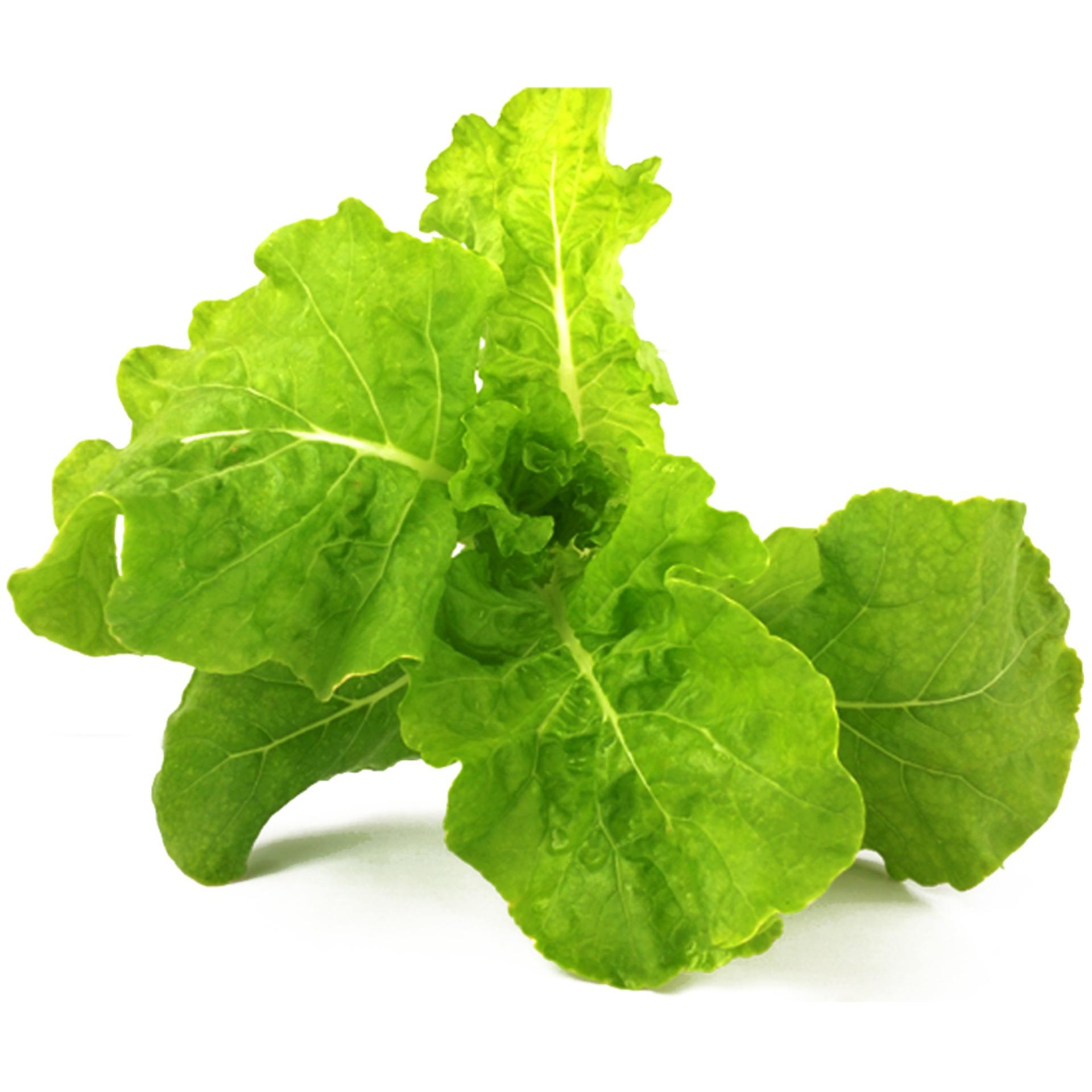 10g Hạt giống Cải dún
