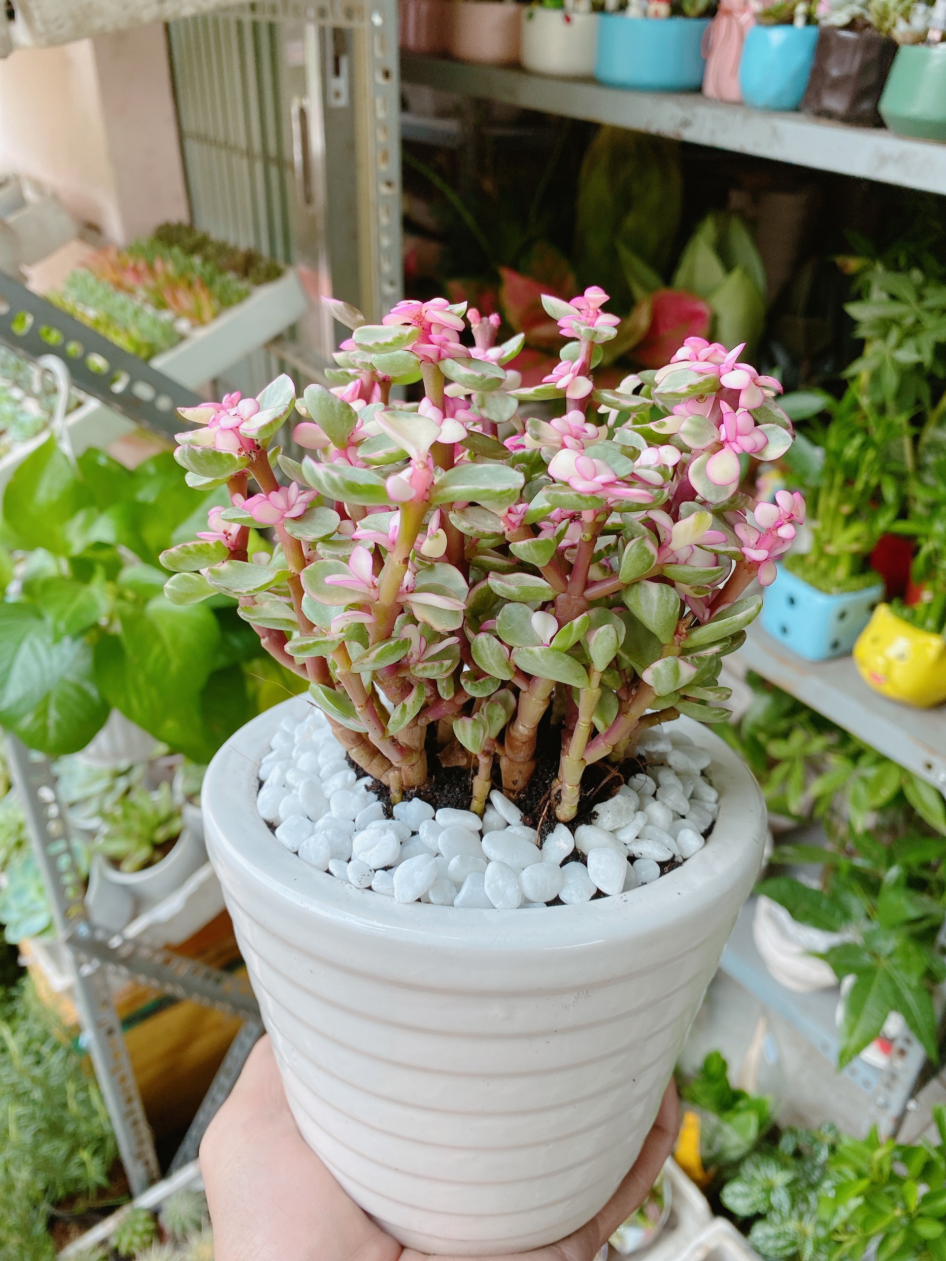 Cây Cành Vàng Lá Ngọc Chậu Sứ