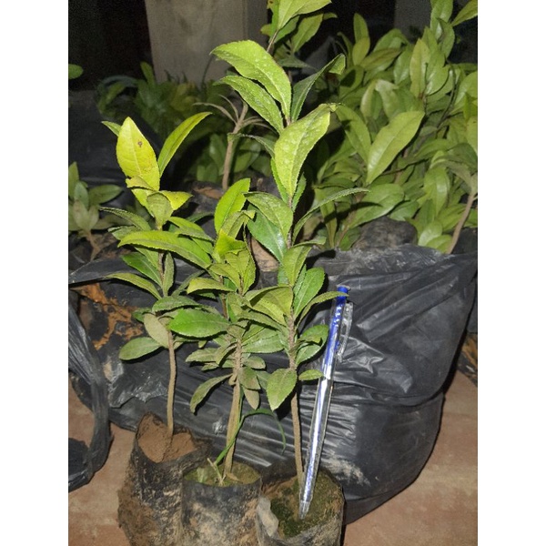 cây giống mai tứ quý. mai vàng