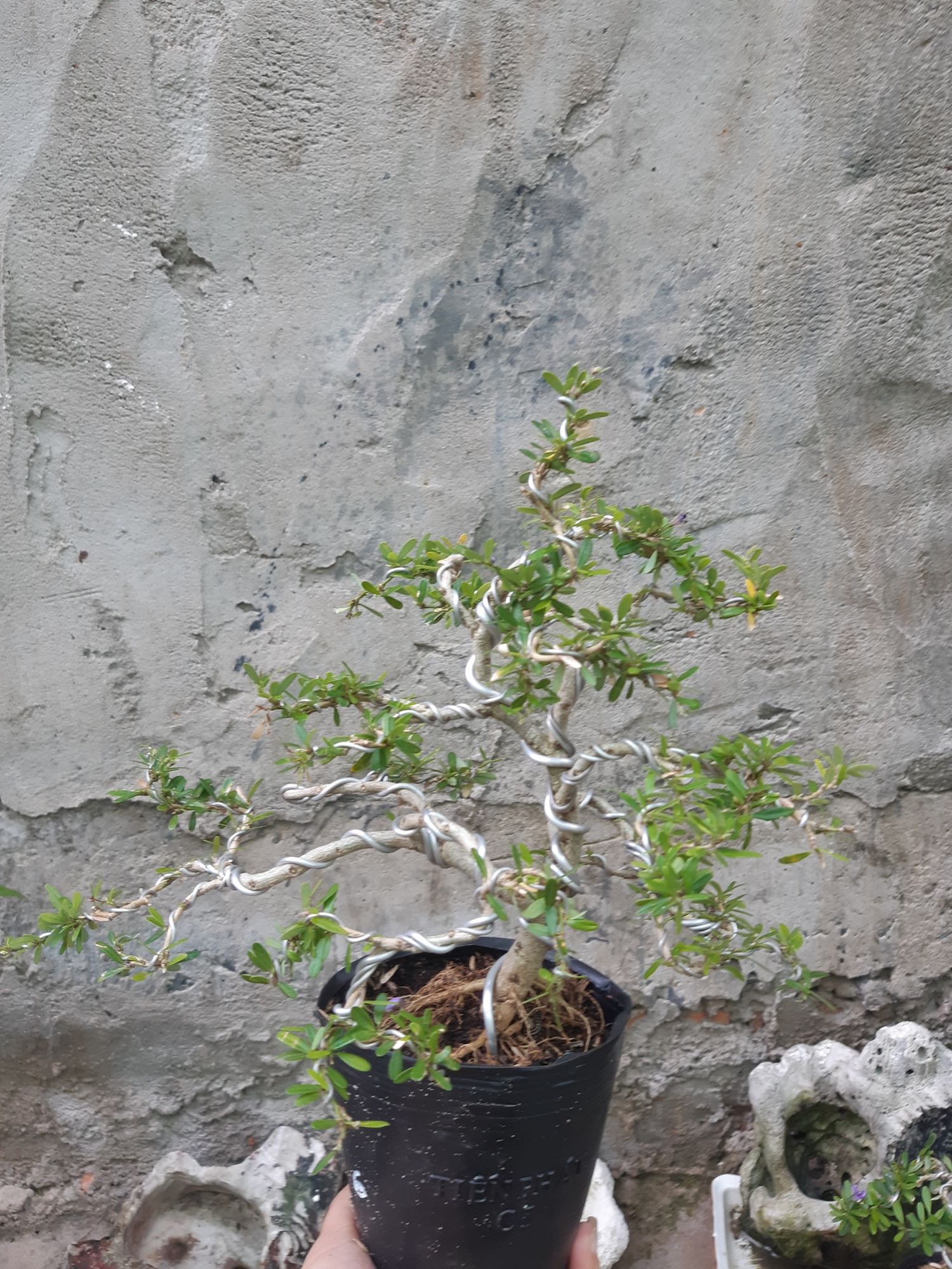 linh sam bonsai mini