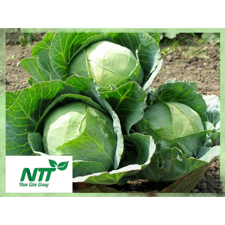 Hạt giống Bắp Cải Xanh