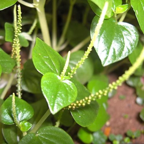 Hạt Giống Rau Càng Cua. Mỗi Túi 0,5 Gram. Nhiều Dưỡng Chất - Giá Khuyến Mại.