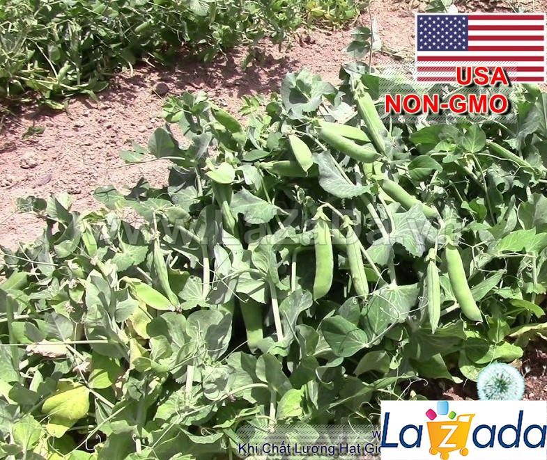 5Gr Hạt Giống Đậu Hà Lan Bụi Lùn Marvel (A2.303| G5*W53*M137)