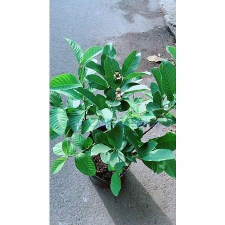 Ổi Nữ Hoàng