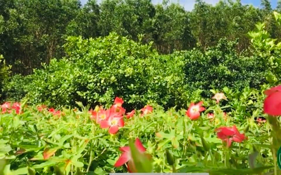 Trà Hoa Sâm Bố Chính