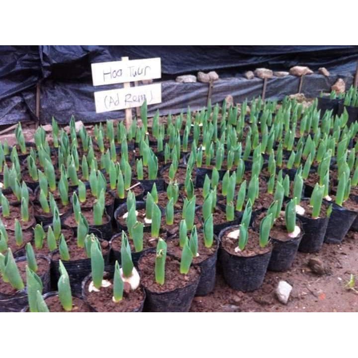 Củ Hoa Tulip Nhiều Màu Chơi Tết