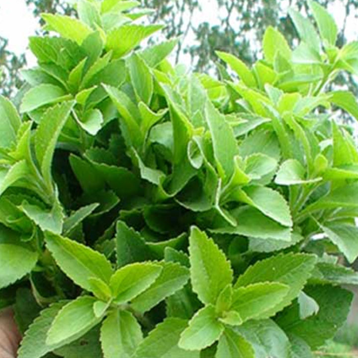 Cây cỏ ngọt 1kg