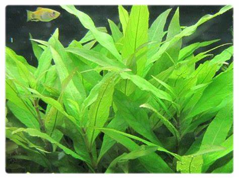 Aquarium Plants (5 Plants)