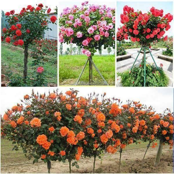 Combo 4 Gói Hạt Giống Hoa Hồng ( Hồng Leo +Thân Gỗ + Tỉ Muội + Hồng Thơm)