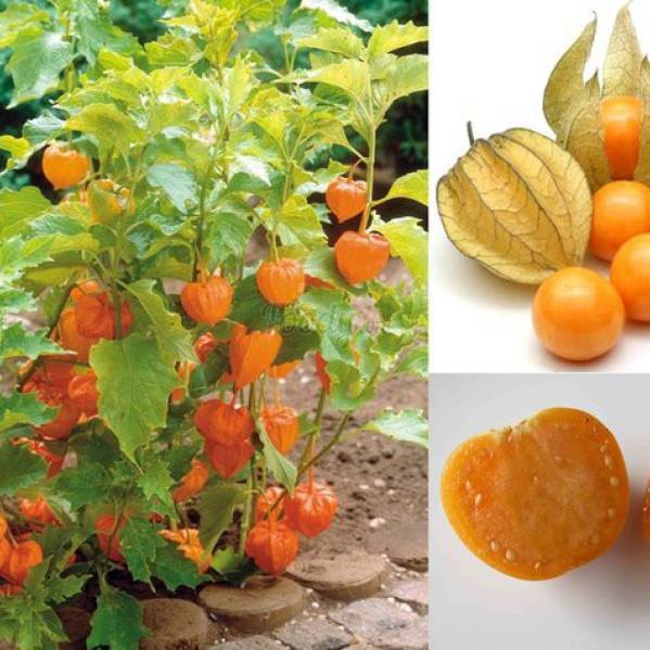 Hạt Giống Cây Thù Lù Nam Mỹ( Cây anh đào đất ) - 50 hạt