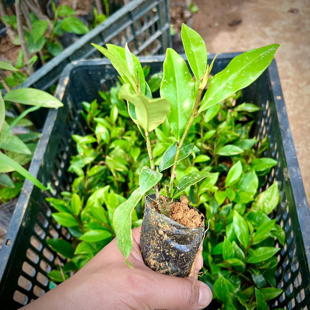 Cây giống hoa lan tiêu (hàm tiếu) hoa thơm ngát (ảnh thật số 2).