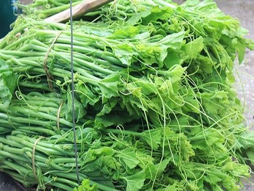 Gói 10g hạt giống bí ngọn siêu đọt