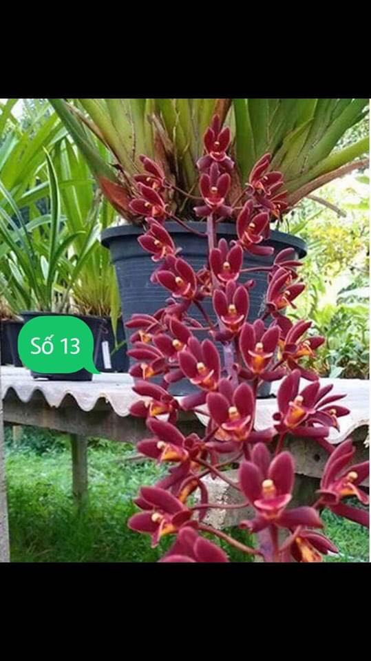 1 THÂN HOA LAN KIẾM  THÁI LAN - MẶT HOA XỔ SỐ