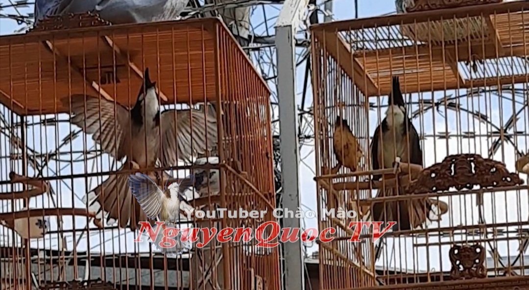 Cám Đấu Chào Mào Thành Beck ( cám đen )