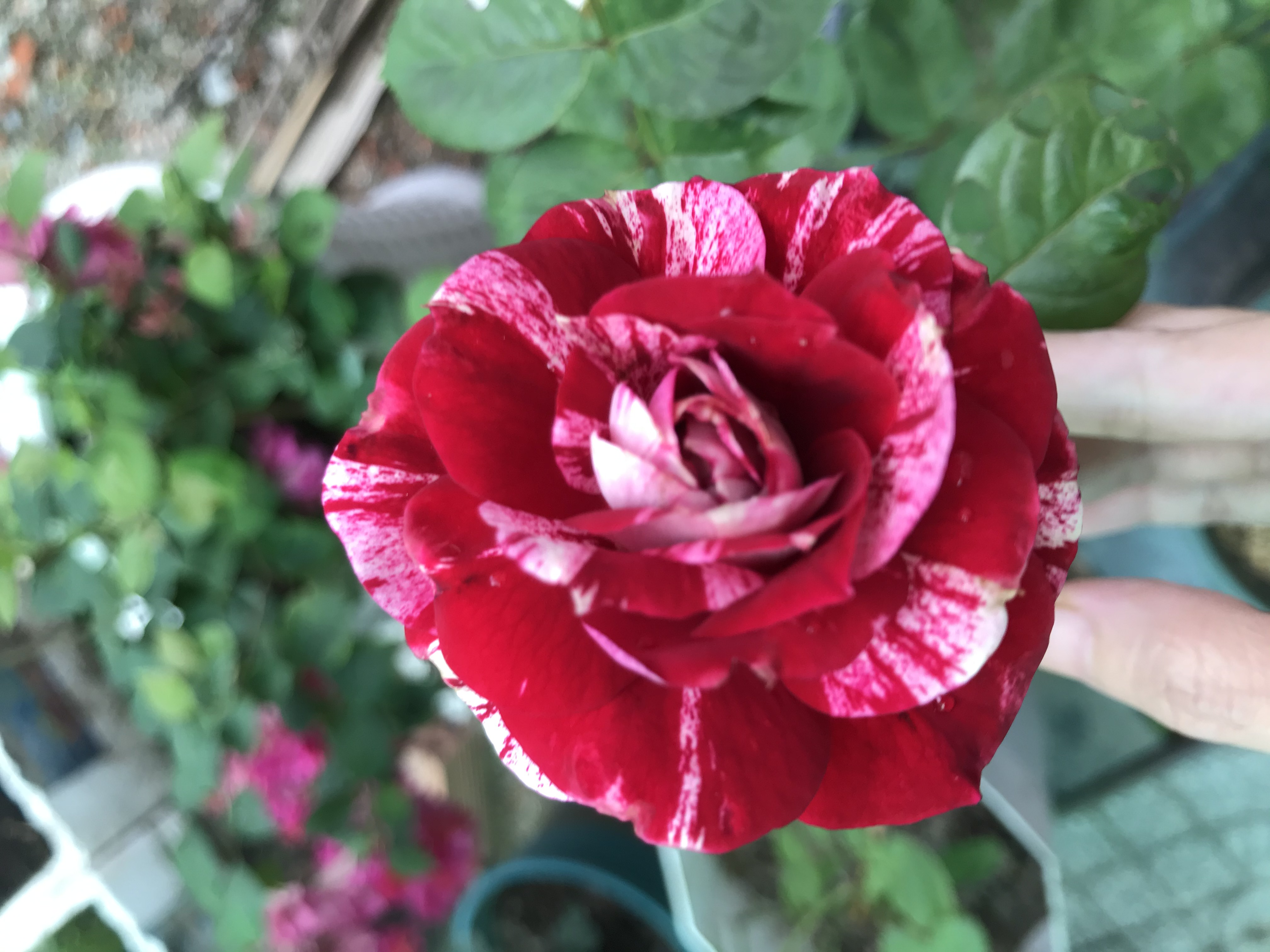 [HCM]Hoa hồng ngoại Julio Rose