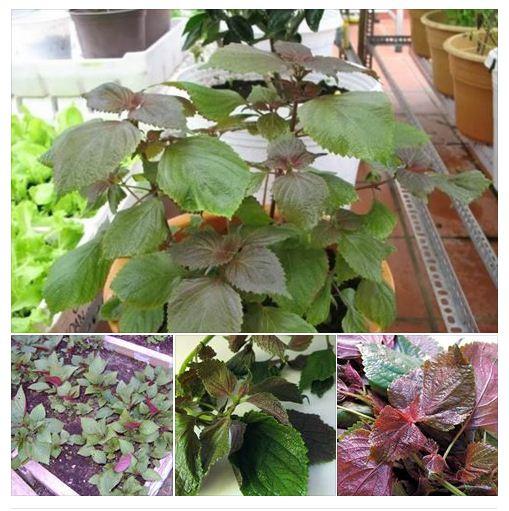 Hạt Giống Cây Rau Tía Tô - ( 2gr/gói )
