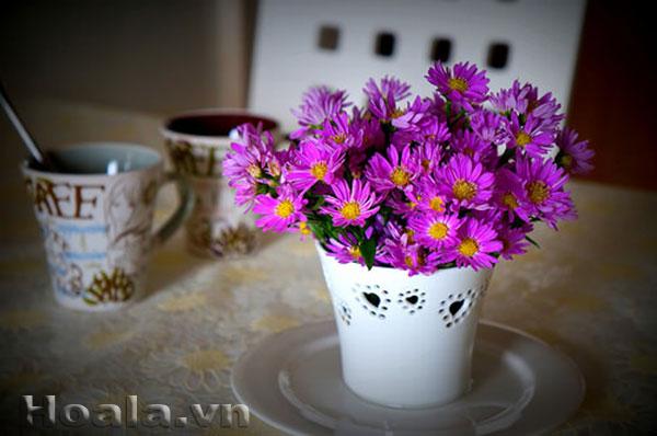 Hạt Giống Hoa Cúc Thạch Thảo ( 50 Hạt)