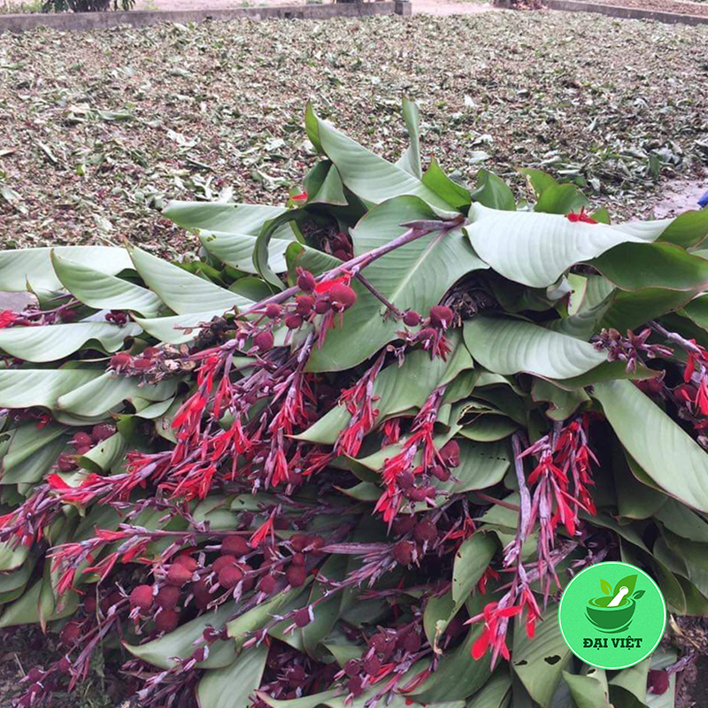 Cây dong riềng đỏ (gói 1kg) - DV162