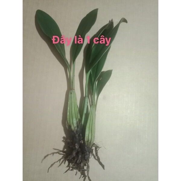 Hoa Lan vũ nữ ngàn sao(thơm nức mũi-1 khóm 2-3 cây) qq
