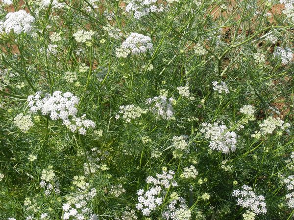 Gói 50  hạt giống Tiểu Hồi Anise