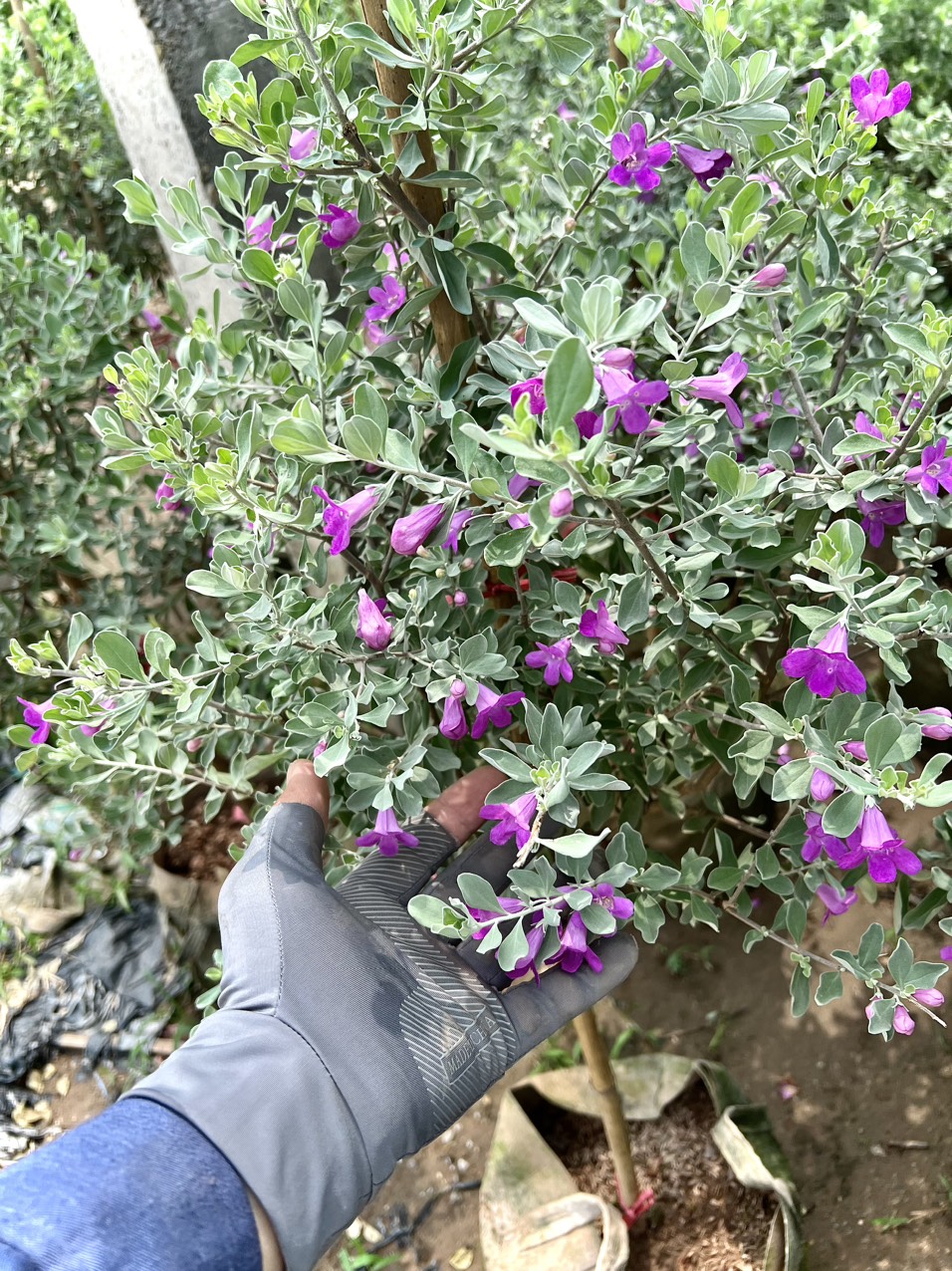 Cây tuyết sơn phi hồng dáng tree cao 1m2 đang hoa