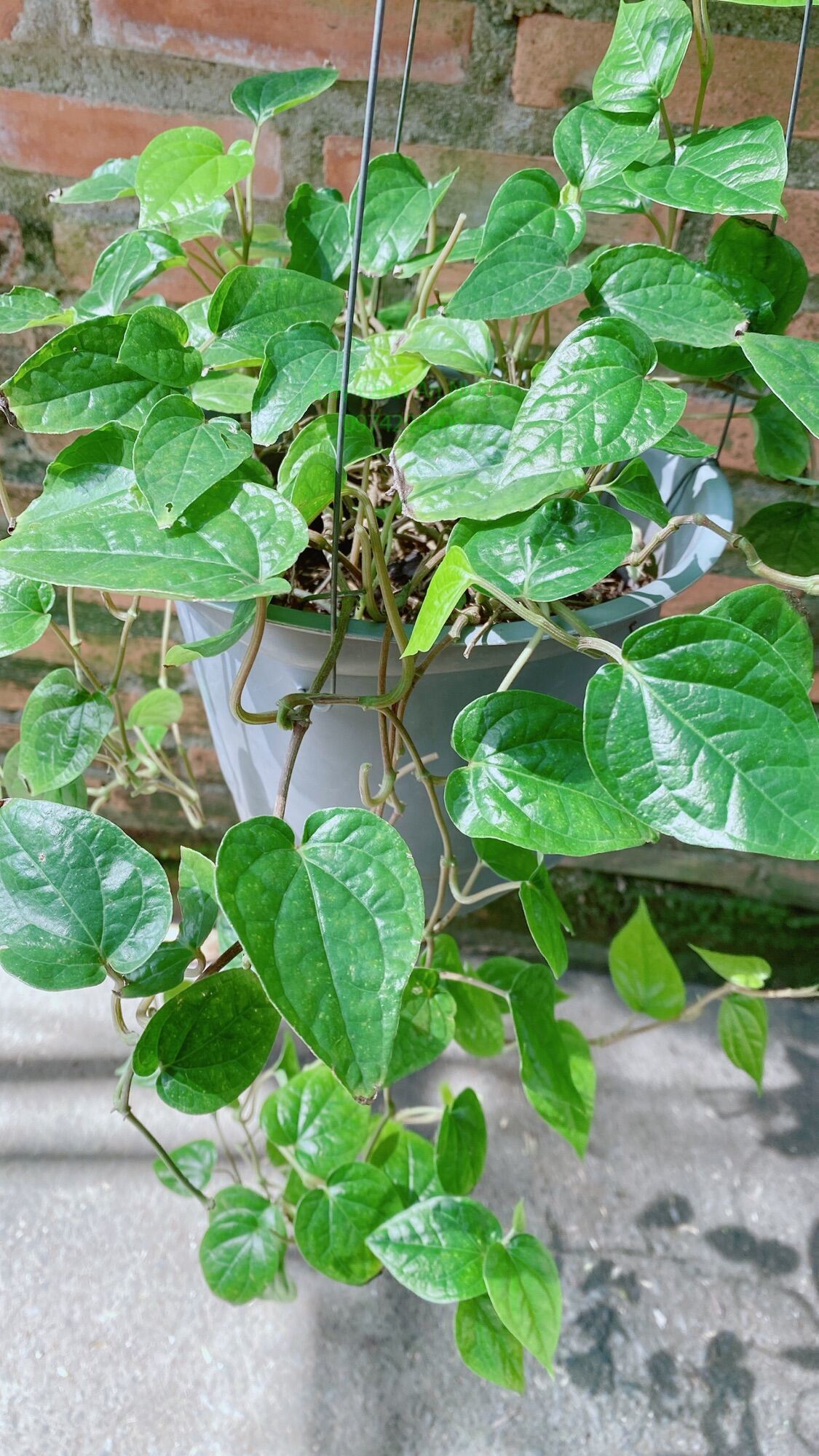 Cây Trầu Không
