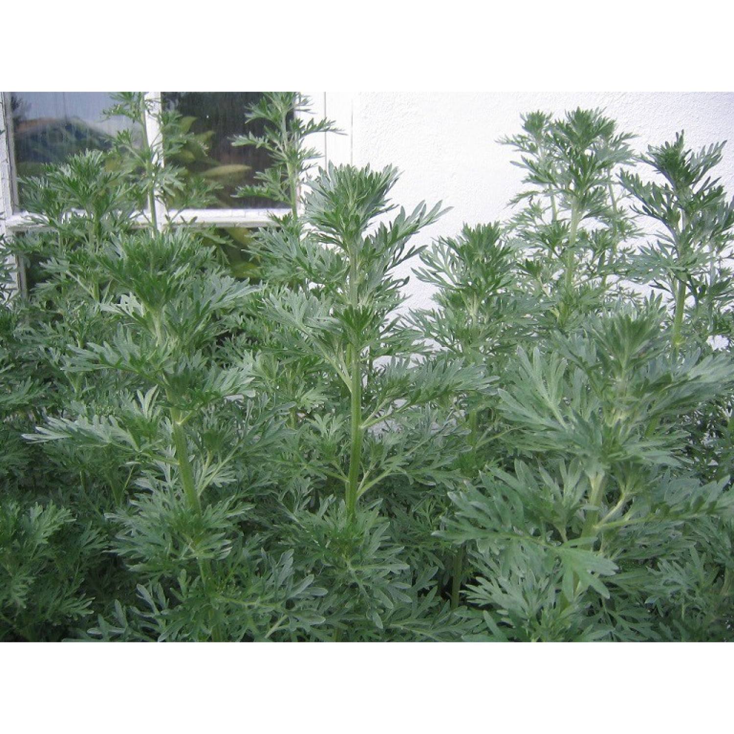 MA323 GÓI 50 Hạt Giống Ngải Đắng (NGẢI CỨU)