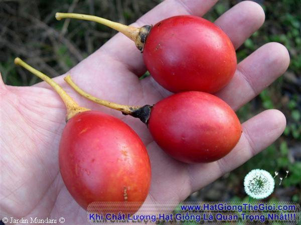 10h Hạt Giống Cà Chua Thân Gỗ Tamarillo Đỏ (A3.103| C3*W45*M535)