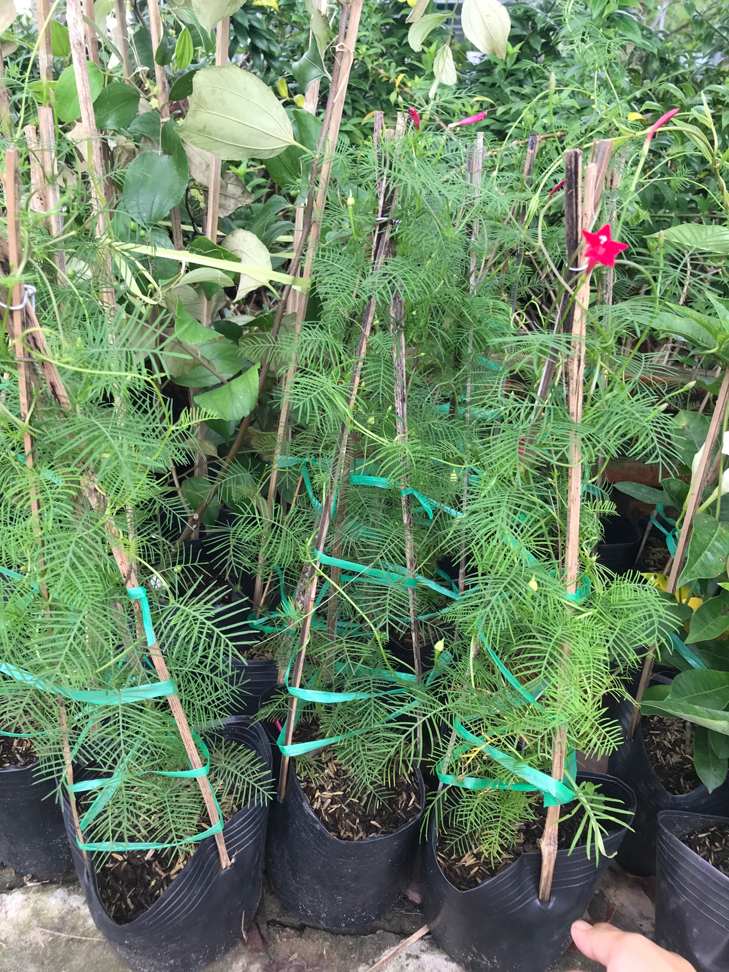 Hoa tóc tiên + tặng phân bón cho cây khỏe