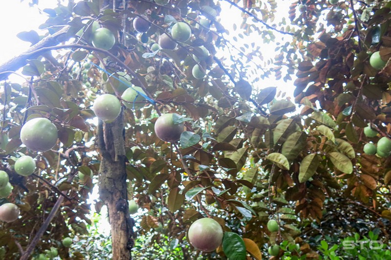 CÂY VÚ SỮA MICA (thơm ngon, vỏ mỏng)