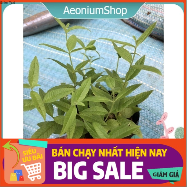 Cây bạc hà sả chanh pháp - lemon verbena