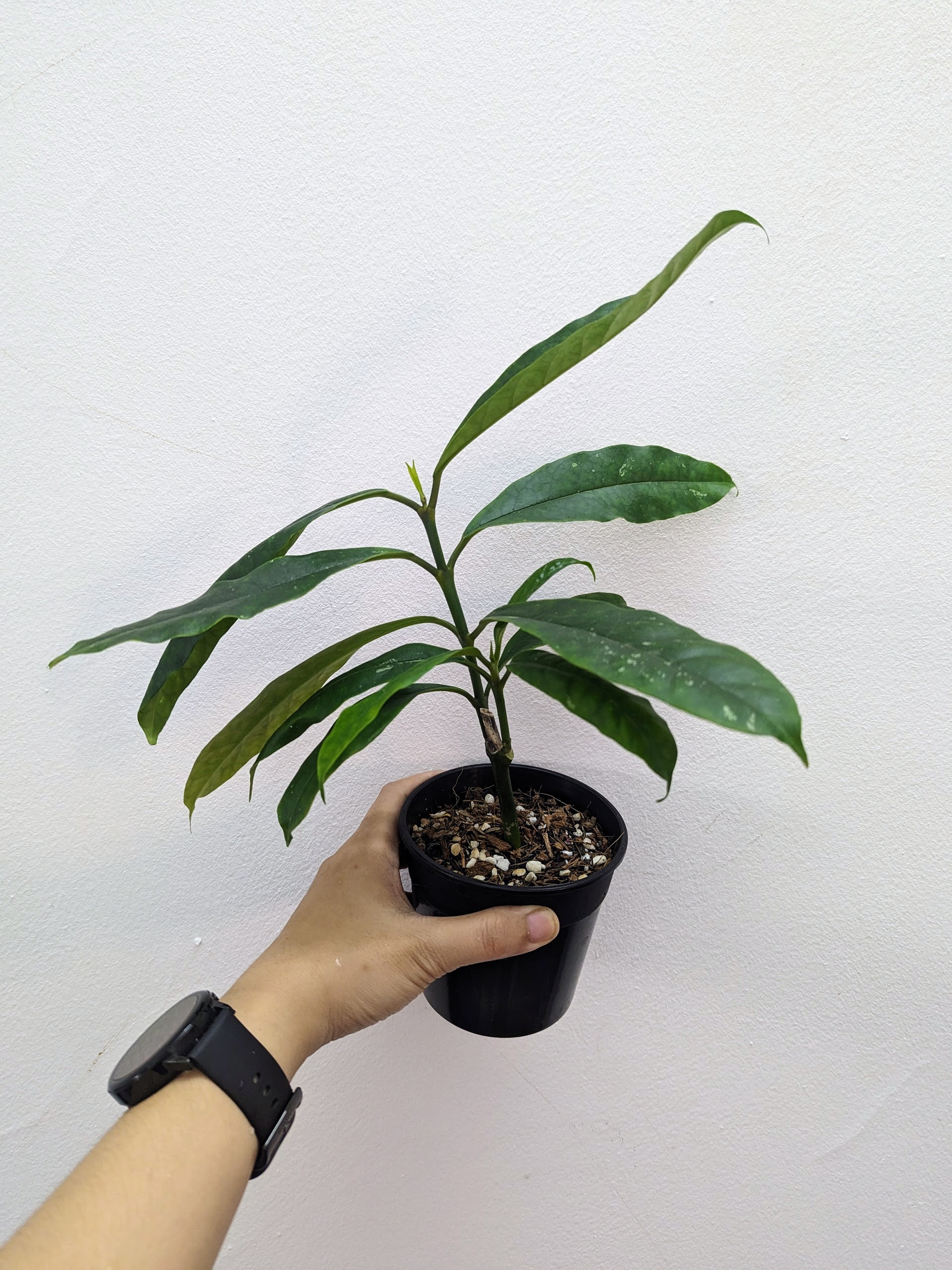 Cẩm cù Hoya Multiflora - Cẩm cù hỏa tiễn