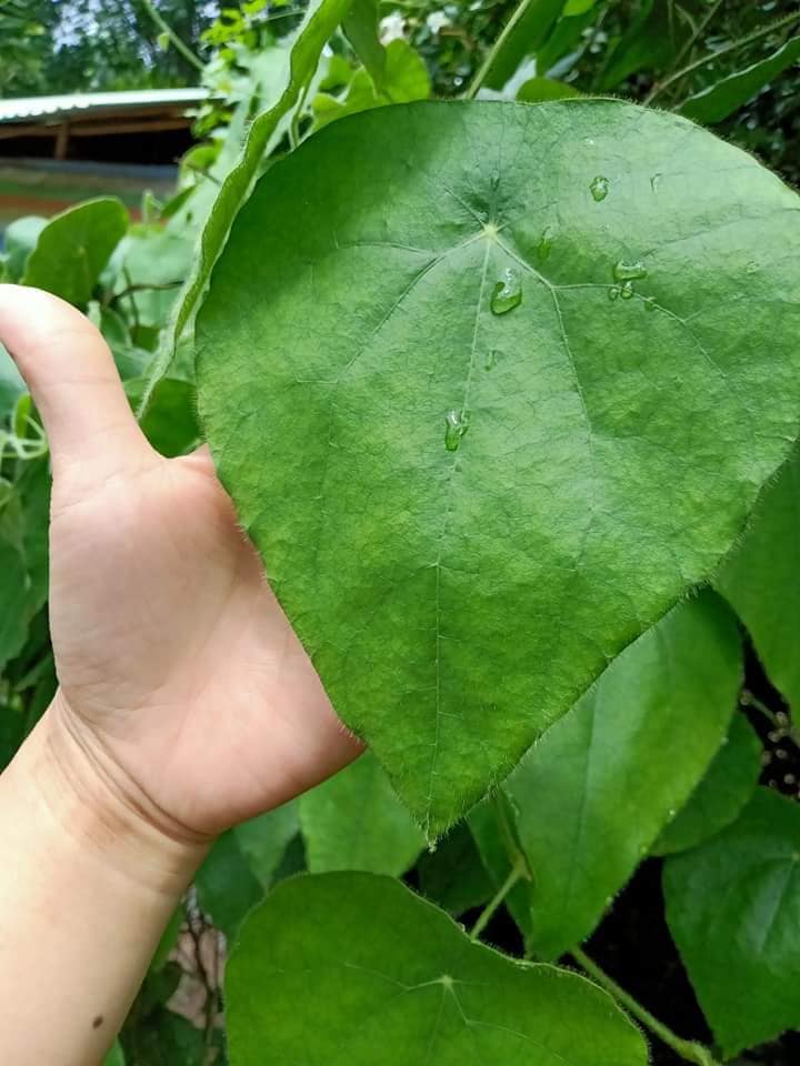 [HCM]Hạt giống sâm lông