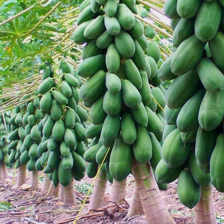 Cây giống đu đủ lùn thái lan-quả to tròn, đặc ruột , cực ngọt