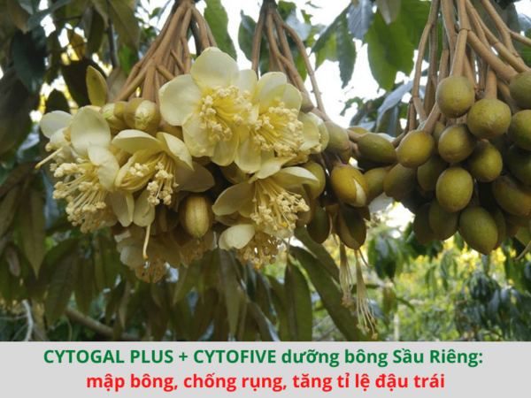 Phân bón tảo biển Cytogal Plus chai 500ml