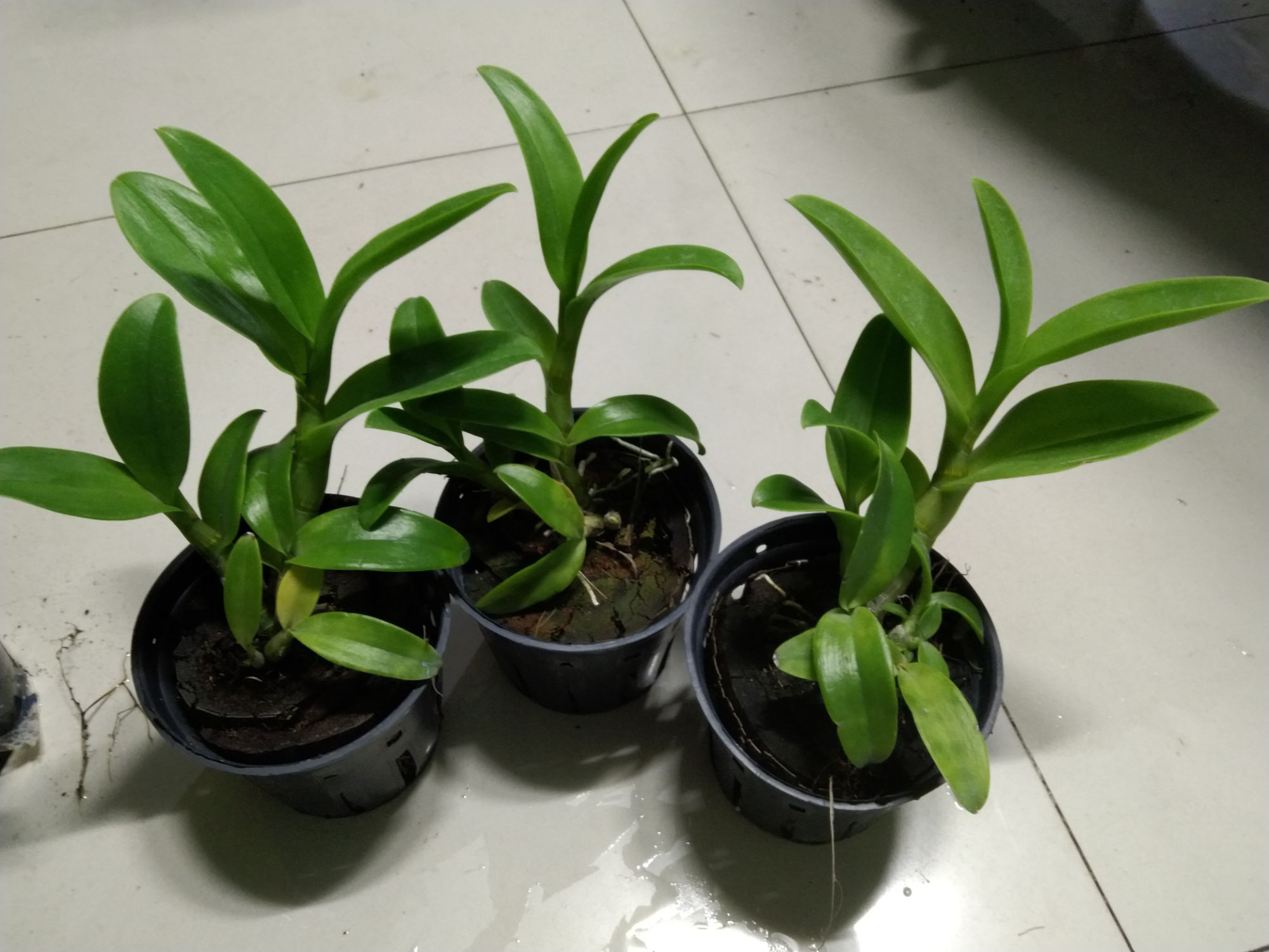 Hoa lan Denro nắng 3 vàng 3 đỏ hoa thơm