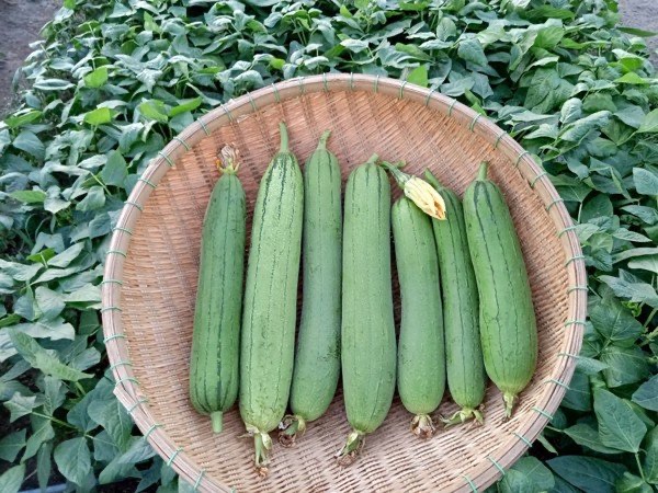 Hạt Giống Mướp Hương F1