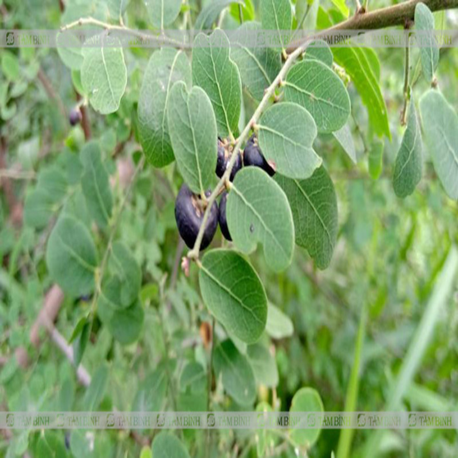 1KG Cây mực (phèn đen) – EG206